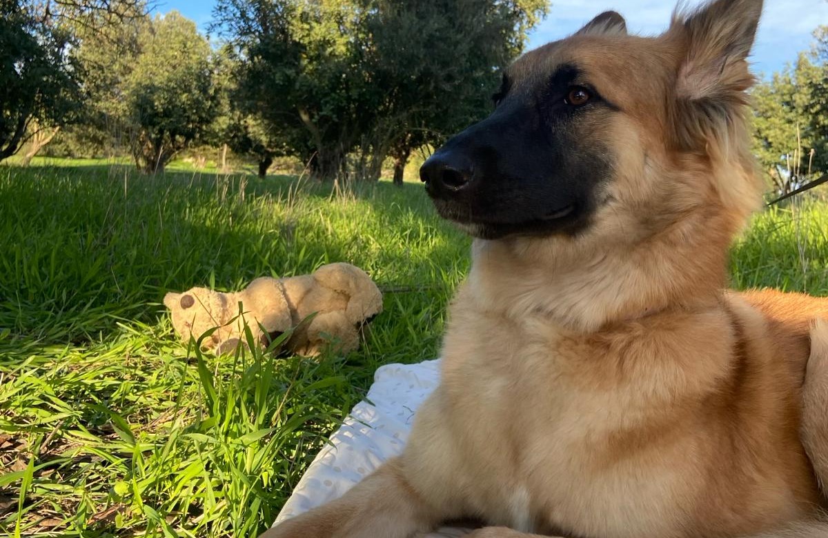 איך להגן על כריות כפות הרגליים של הכלבים שלנו